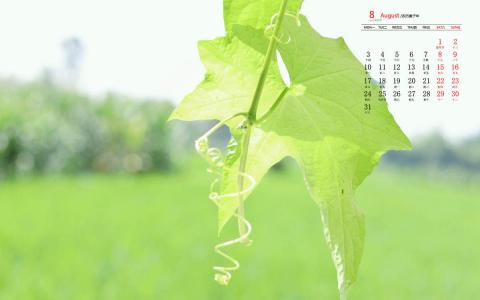 清新绿色植物图片手机壁纸第6张