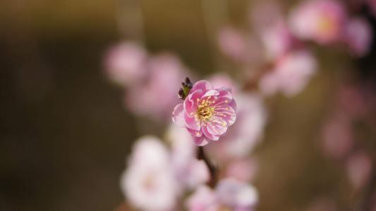 陈钰琪清新淡雅写真图片第1张