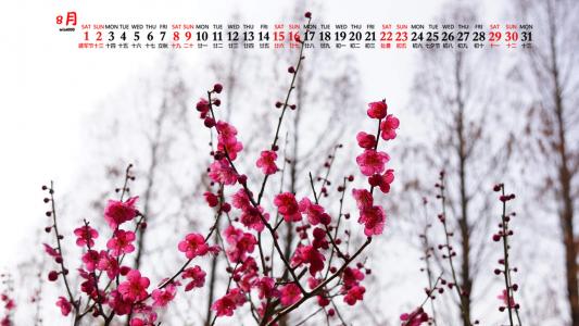 梅花图片 _ 第(8)张