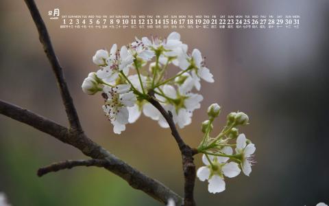梨花图片图片 _ 第(1)张