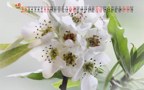 梨花图片图片 _ 第(2)张