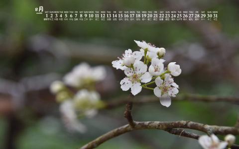 梨花图片图片 _ 第(7)张