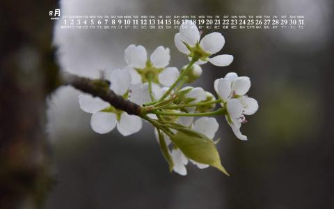 梨花图片图片 _ 第(10)张