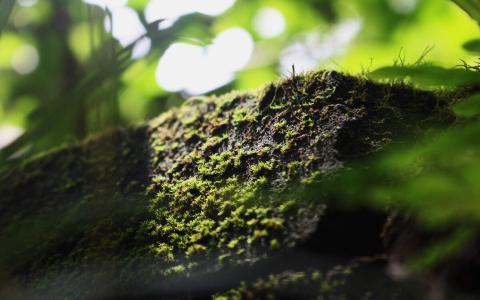 绿色植物图片 _ 第(4)张