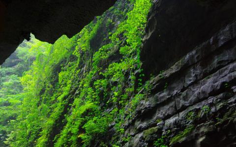 绿色植物图片 _ 第(5)张