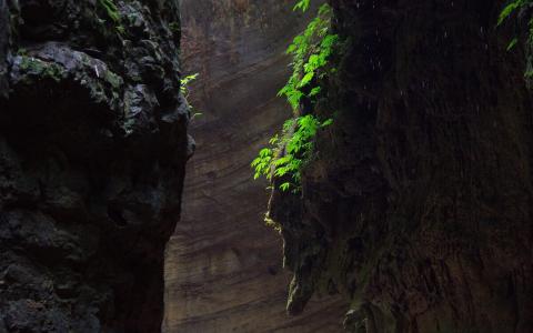 绿色植物图片 _ 第(6)张