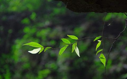 绿色植物图片 _ 第(7)张
