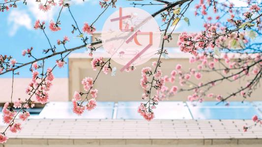情人节图片 _ 第(5)张