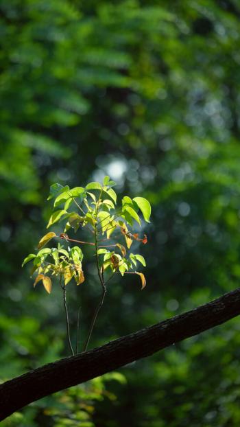 清新护眼绿色植物图片手机壁纸第2张