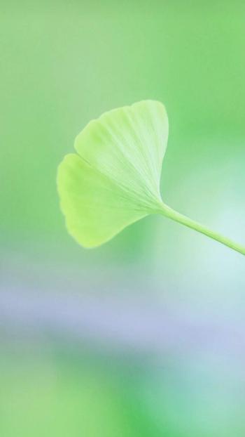 清新护眼绿色植物图片手机壁纸第3张