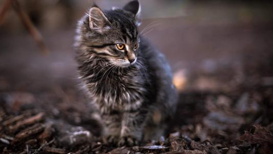 可爱卡通小猫咪高清图片手机壁纸第1张