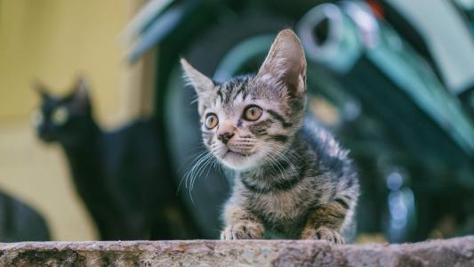 可爱卡通小猫咪高清图片手机壁纸第2张