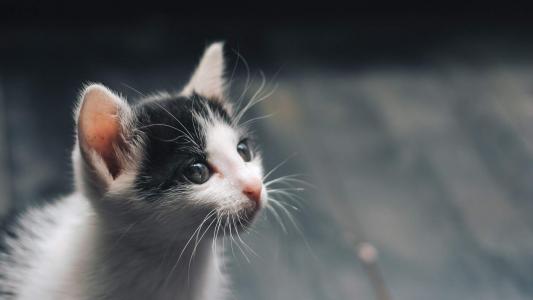 可爱卡通小猫咪高清图片手机壁纸第4张