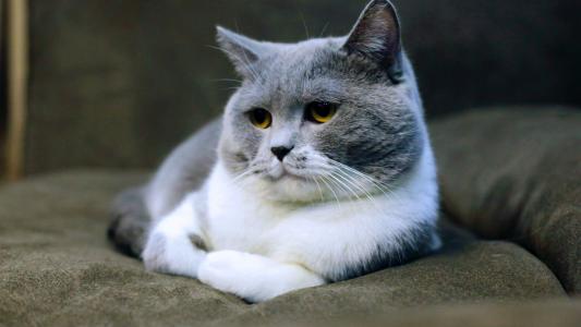 可爱卡通小猫咪高清图片手机壁纸第5张