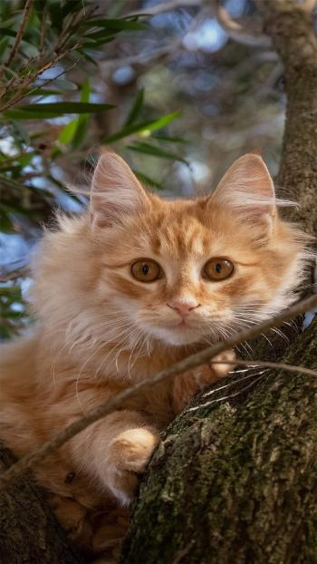 90后性感小猫咪写真第1张