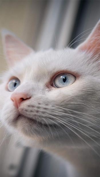 90后性感小猫咪写真第2张