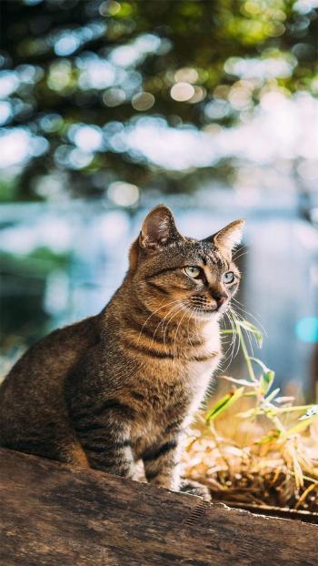 小猫图片 _ 第(8)张