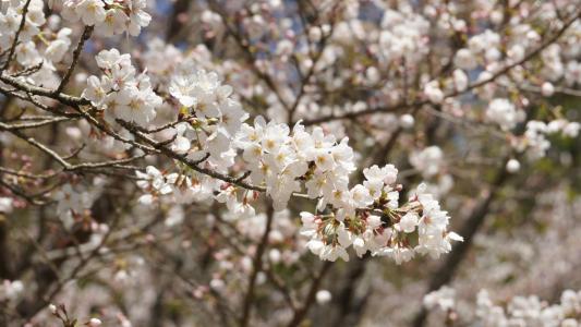 第0张