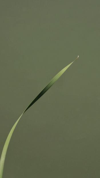 粉嫩清新的玫瑰花高清图片手机壁纸第2张