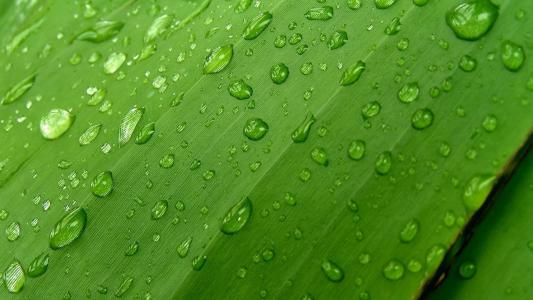 高清雨水清新护眼绿色水滴露珠高清桌面壁纸第0张