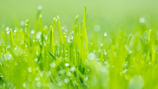 高清雨水清新护眼绿色水滴露珠高清桌面壁纸第1张