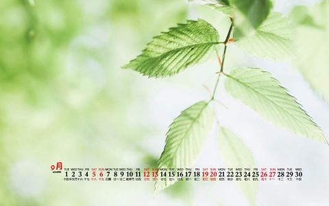 绿色桌面图片 _ 第(2)张