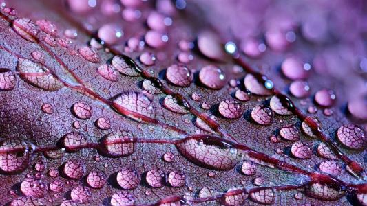 高清雨水清新护眼绿色水滴露珠高清桌面壁纸第2张