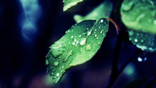 高清雨水清新护眼绿色水滴露珠高清桌面壁纸第3张