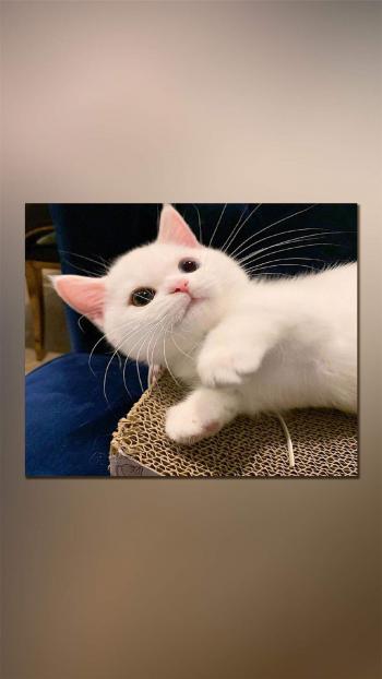 90后性感小猫咪写真第0张