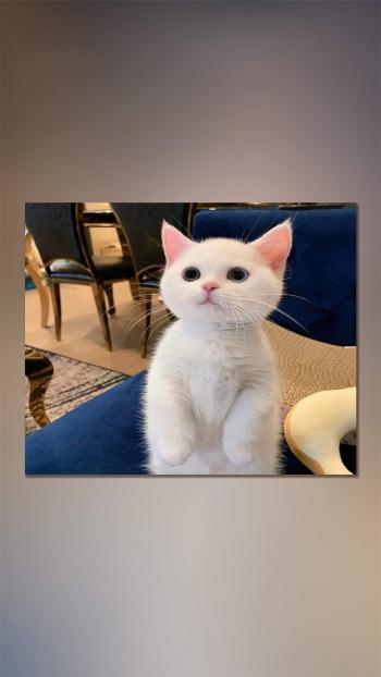 90后性感小猫咪写真第1张