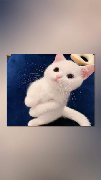 90后性感小猫咪写真第2张