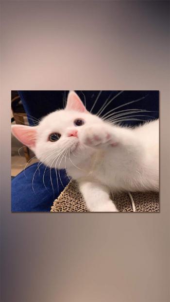 90后性感小猫咪写真第3张