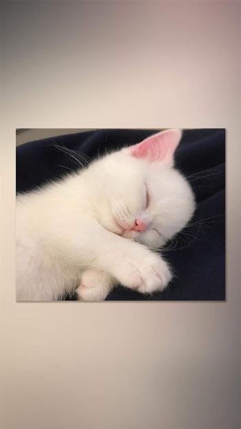 90后性感小猫咪写真第4张