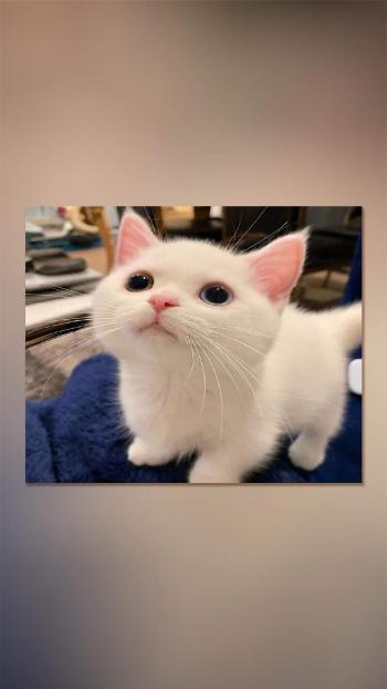 90后性感小猫咪写真第5张