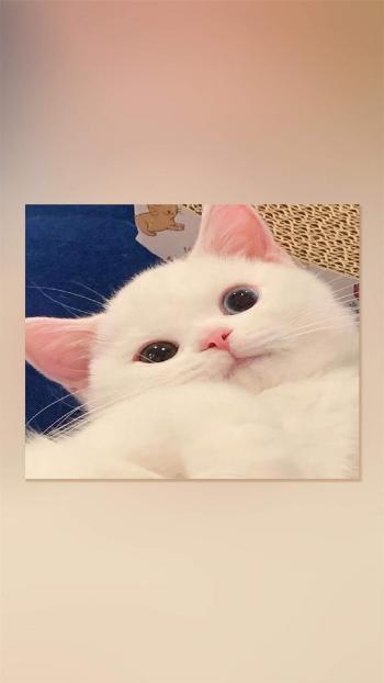 90后性感小猫咪写真第6张