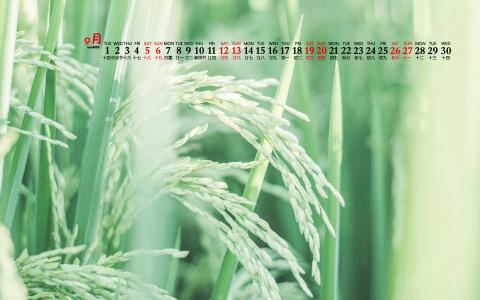 小清新绿色护眼手机壁纸第6张