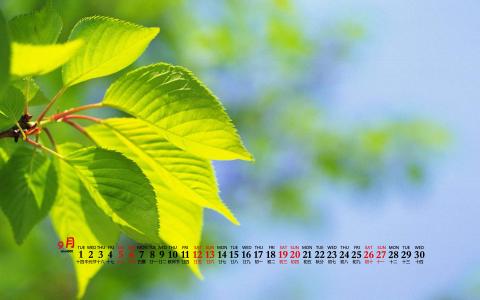 清新桌面图片 _ 第(4)张