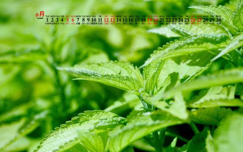 清新桌面图片 _ 第(5)张