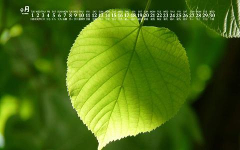 护眼桌面壁纸图片 _ 第(1)张