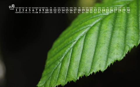 护眼桌面壁纸图片 _ 第(5)张