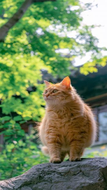 超可爱小猫图片高清手机壁纸第2张