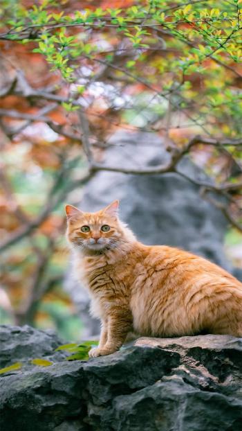 超可爱小猫图片高清手机壁纸第3张