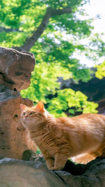 超可爱小猫图片高清手机壁纸第6张