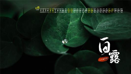 清新护眼的槐树绿叶图片桌面壁纸第3张