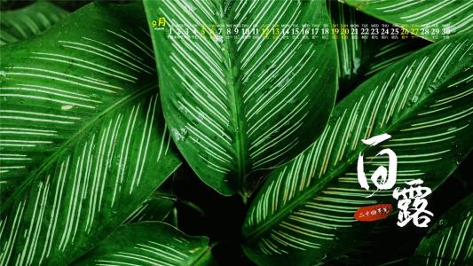 清新护眼的槐树绿叶图片桌面壁纸第4张