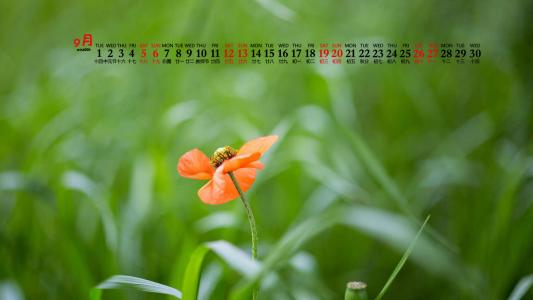 2020年9月花朵蒲公英桌面日历壁纸第6张