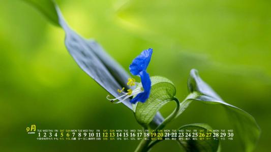 蒲公英图片 _ 第(9)张