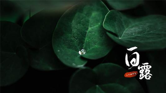 清新护眼的槐树绿叶图片桌面壁纸第3张