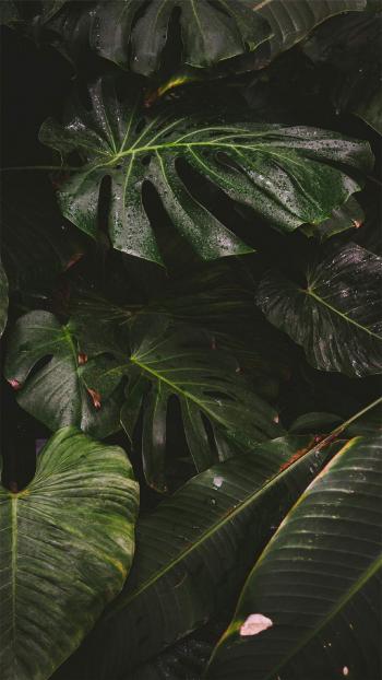 玫瑰花图片 _ 第(2)张