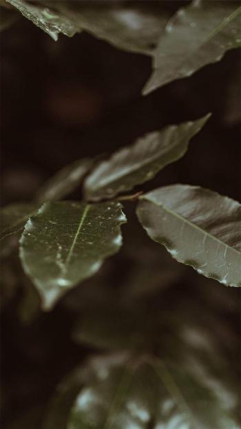 玫瑰花图片 _ 第(4)张